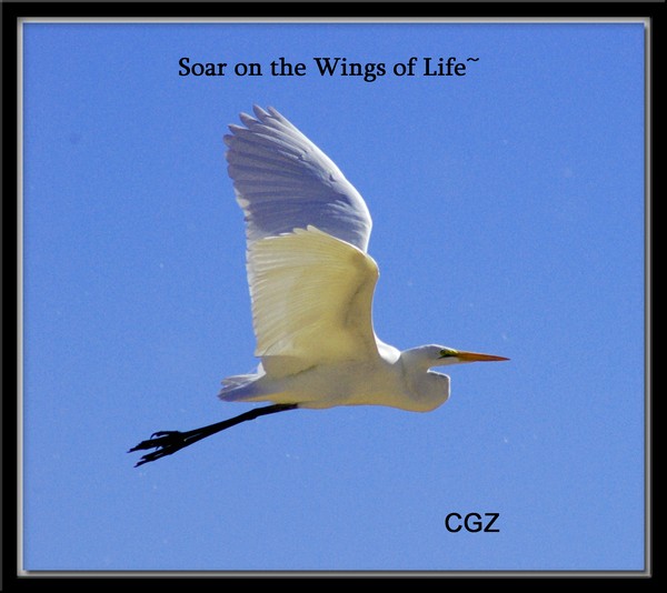 Soar on the Wings of Life~