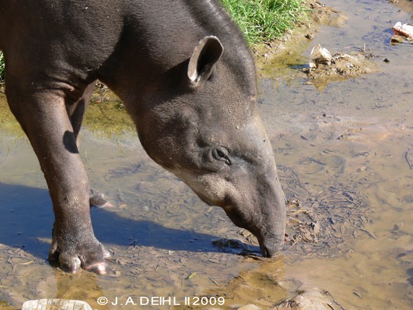 Tapir