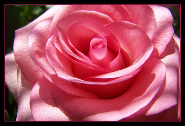 Delicately Designed