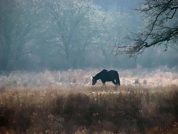 Grazing on New Year