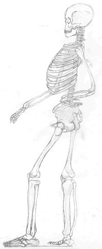 Mr. Bones