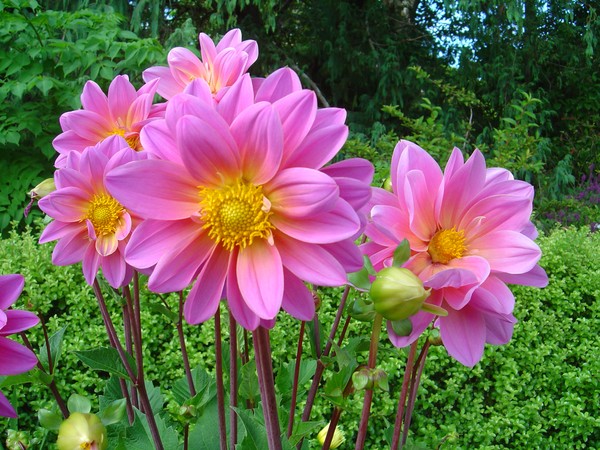 Christmas Dahlias at the Esplanade