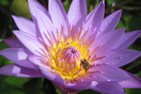 Bee in Samoa