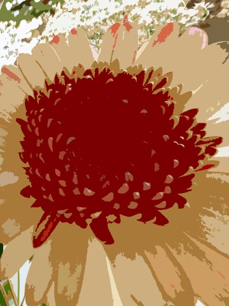July Gerbera