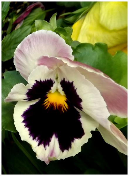 Pretty Pansy (One)