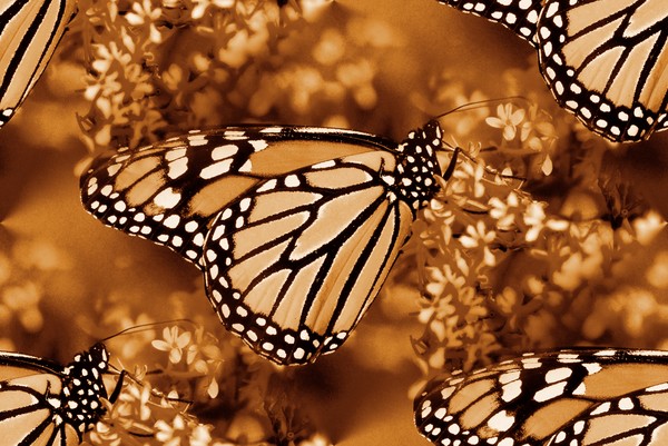 Butterfly Flight In Autumn