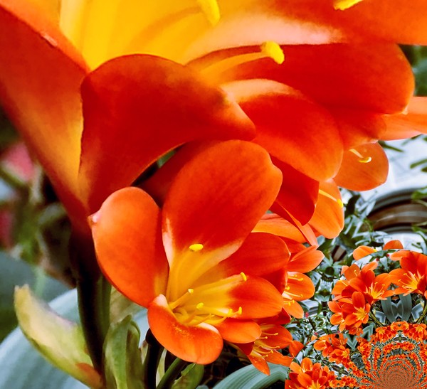 Warm Toned Blossoms (Two)