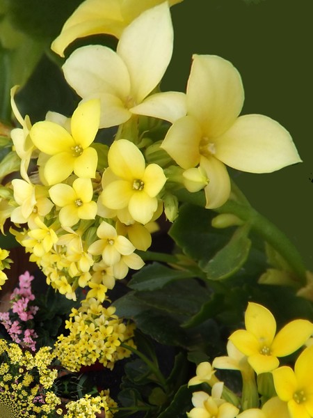 Bouquet Of The Day (One)