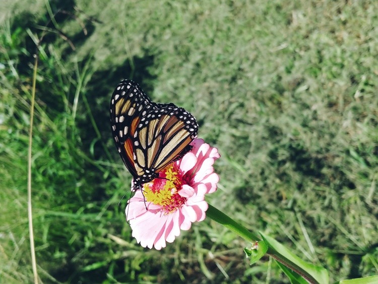 From the garden