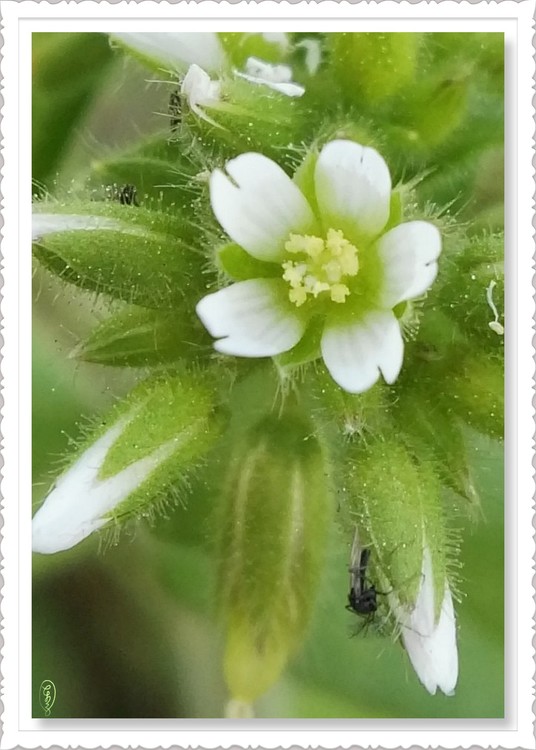Wild White Flower
