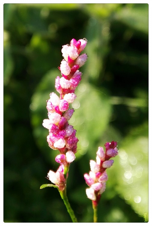 Unknown Flower