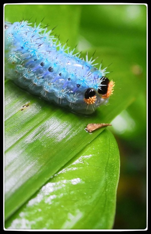 Blue Worm