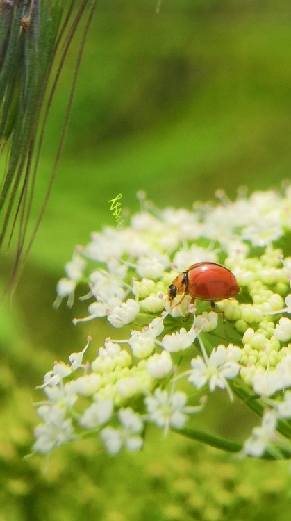 Wandering in Flowers