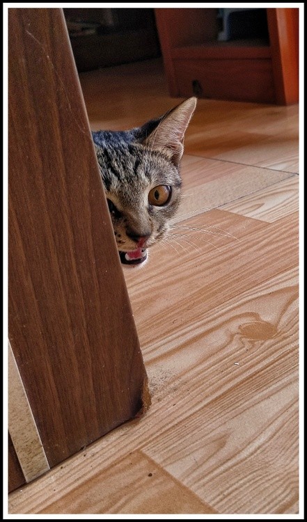 a visiting cat