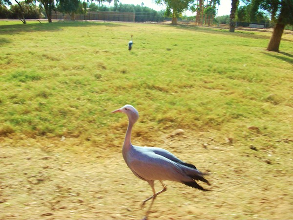 Bird