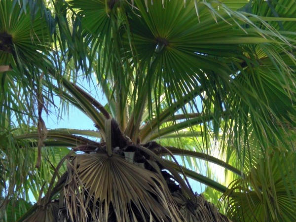 Key West Palms