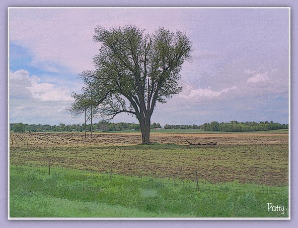 Lonely Little Tree...