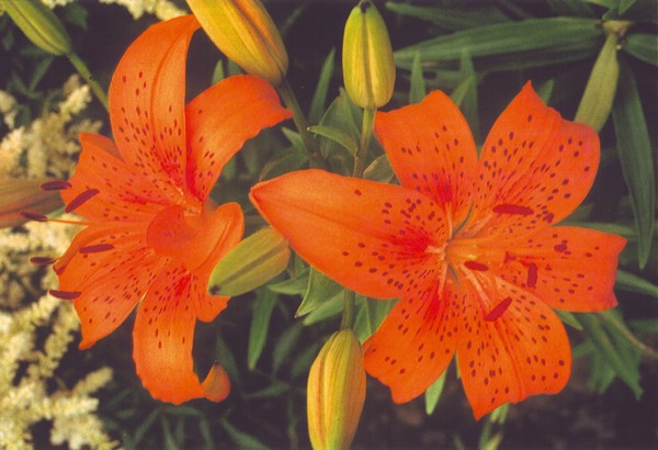 Tiger Lillies