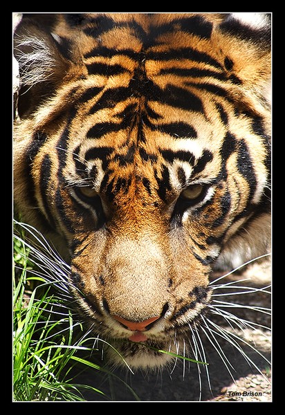 Kansas City Zoo Tiger