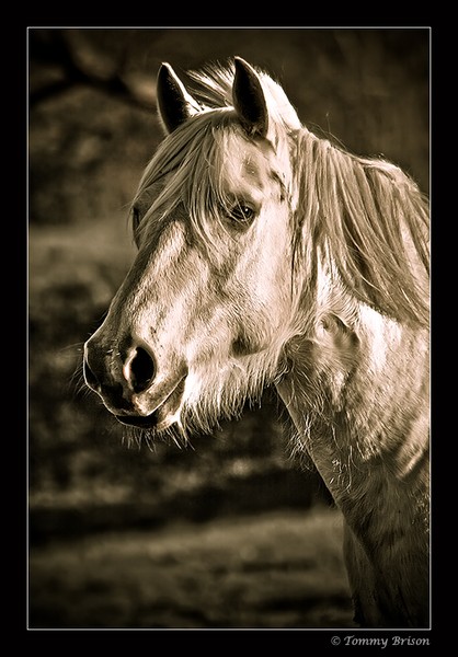 Portrait of a Horse