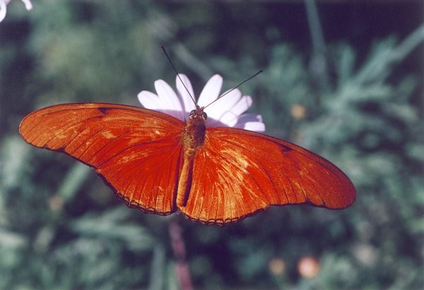 Julia Butterfly