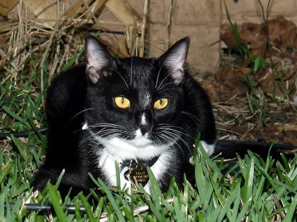 Kelix Again