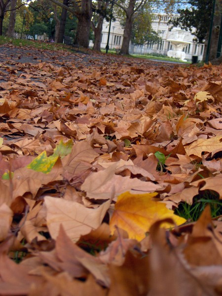 Fallen Leaves