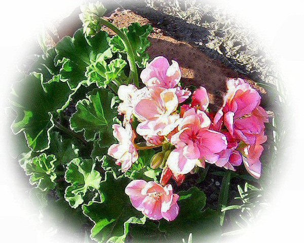 My GERANIUM