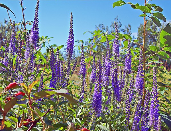 Wildflowers and Rosehips