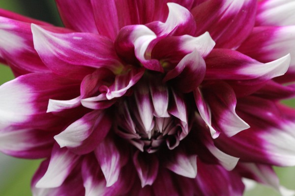 petals from heaven
