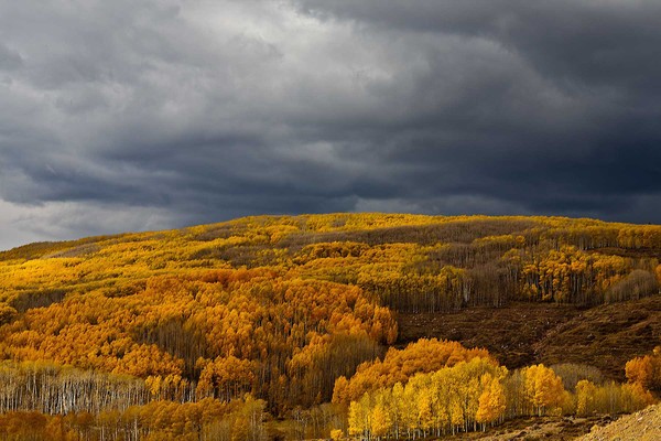 Boulder Mountain Aspens