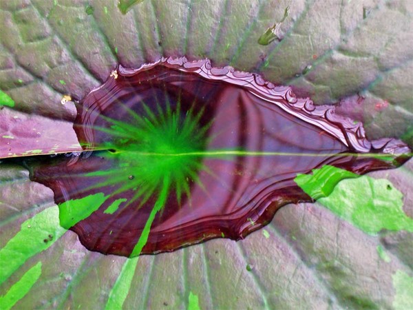 Center of a Lilypad 1