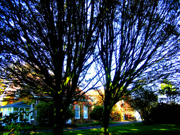our house hidden by trees