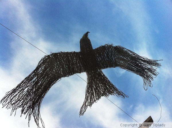 red Kite of Cragside 