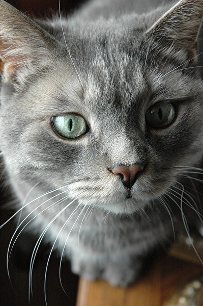 Cats Life