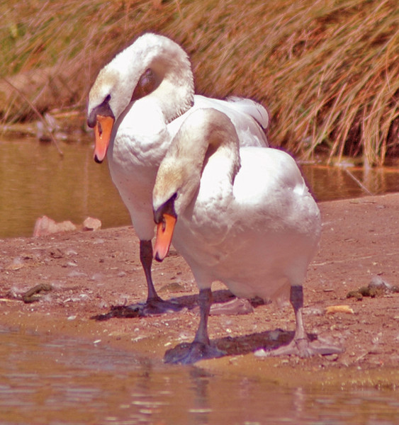 Seeing Double