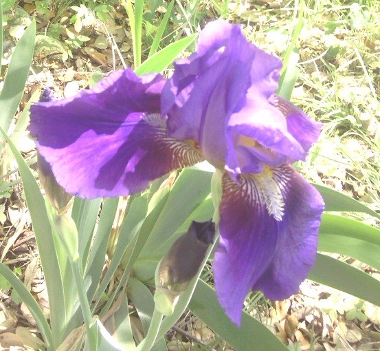 Purple Iris