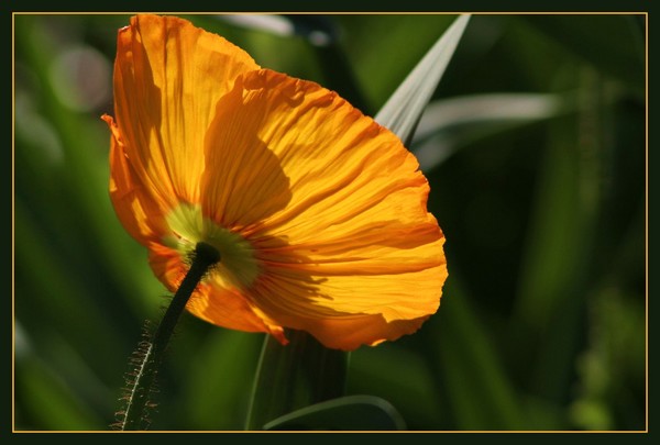 Glowing Poppy