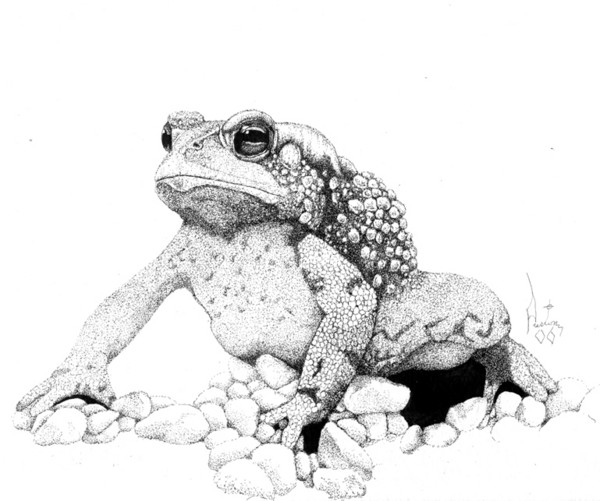 Bufo americanus