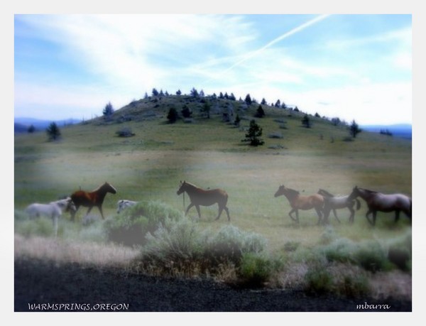 WILD SPIRITS