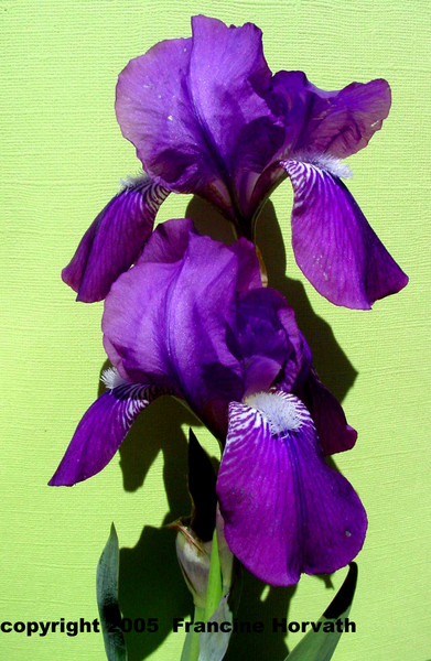 Iris My Iris