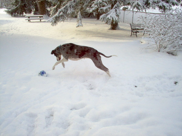 Dayzee , Snow, B- Ball