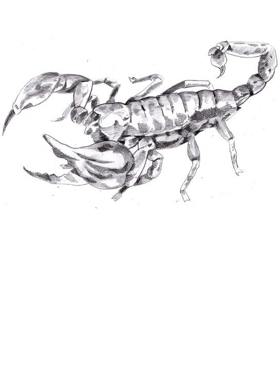 scorpion copy