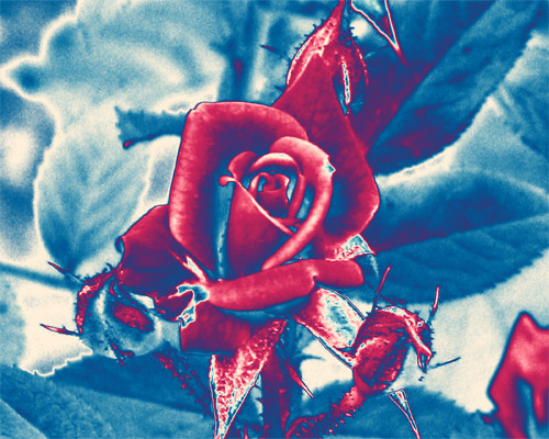 Patriotic Rose