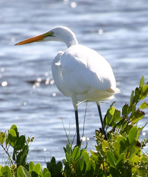 Great Egret
