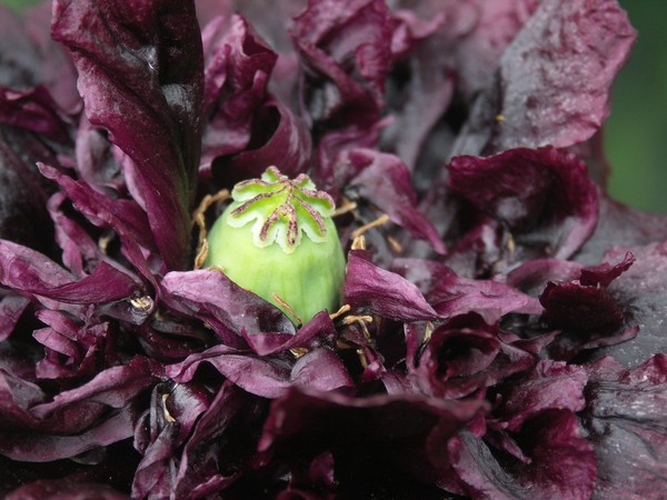  PEONY POPPY**