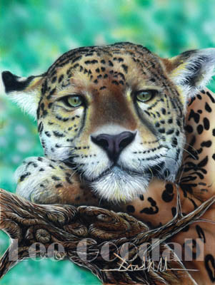 Leopard