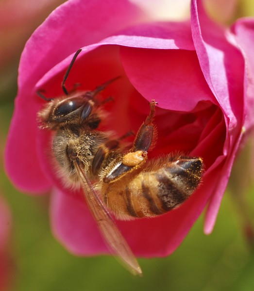 The Pollinator