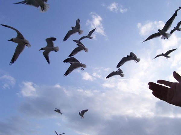 cause i'm as free as a bird now