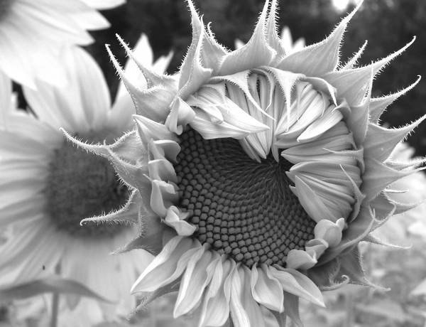 Sunflower in Black and White